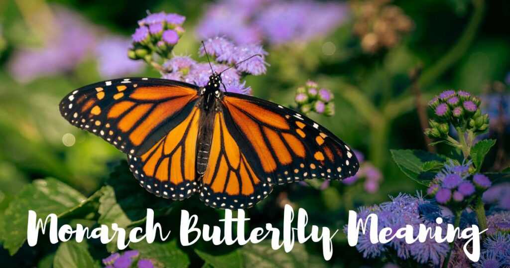 Monarch Butterfly Meaning