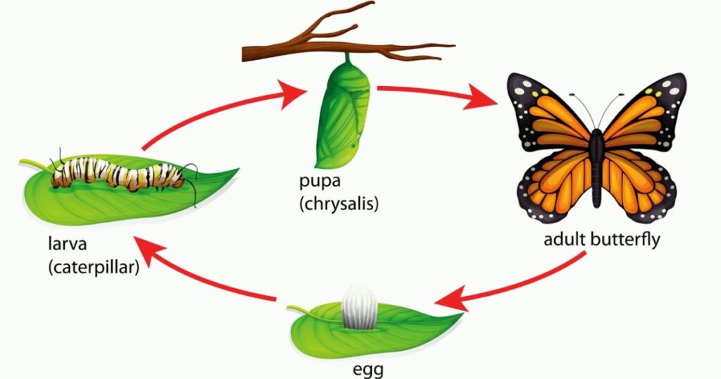 The Lifecycle of a Butterfly