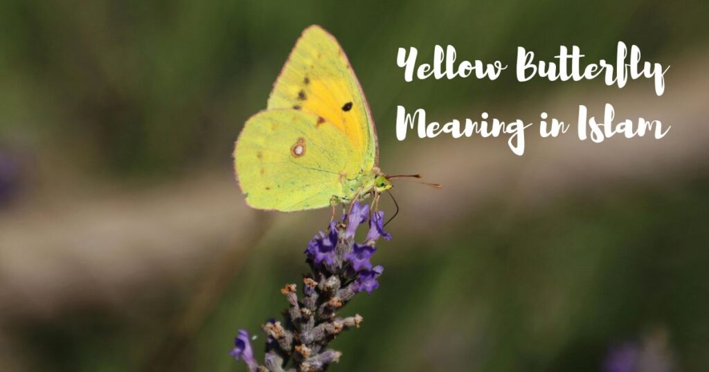 Yellow Butterfly Meaning in Islam
