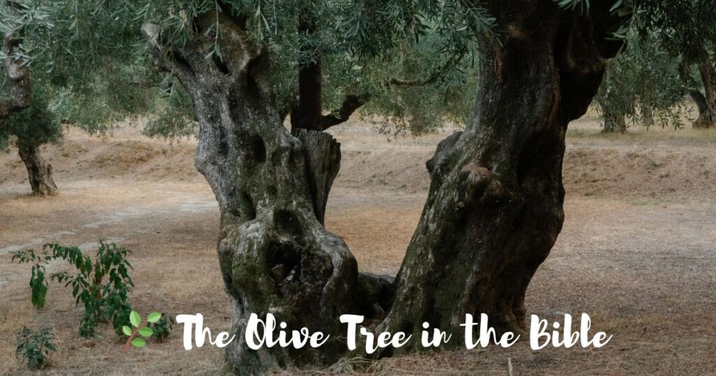 🌿 The Olive Tree in the Bible